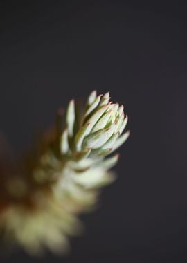 Sedum ochroleucum flower