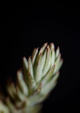 Sedum ochroleucum flower