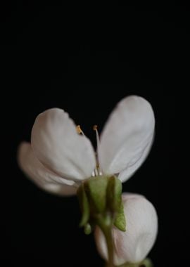 Prunus white flower macro