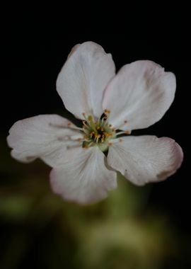 Prunus flower blossoming