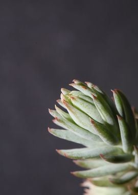 Sedum secculent flower