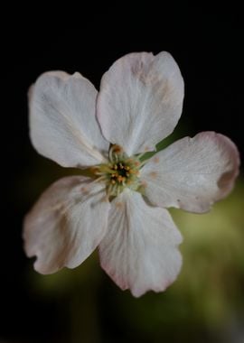 Prunus white flower macro