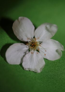 Prunus white flower macro