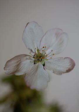 Prunus white flower macro