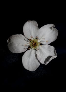 Prunus flower blossoming