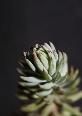 Sedum secculent flower