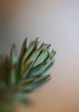 Sedum secculent flower