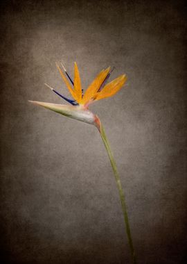 Strelitzia vintage style