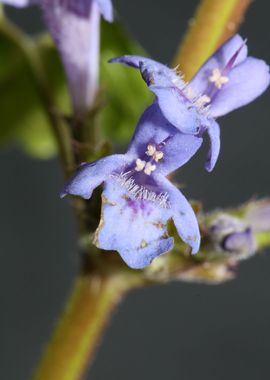 Glechoma hederacea flower