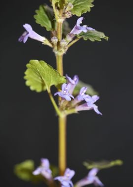 Glechoma flower Lamiaceae