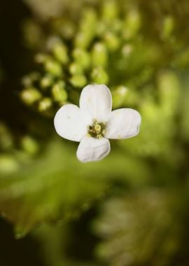 Diplotaxis flower macro