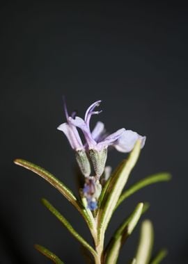 Rosmarinus flower close up