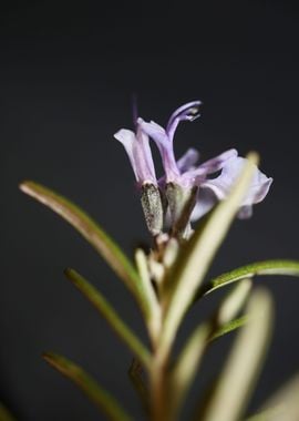 Rosmarinus flower blossom