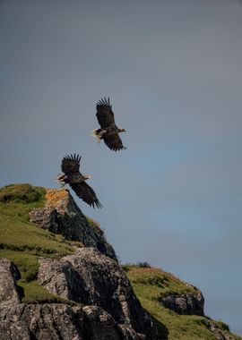 White Tailed Eagles