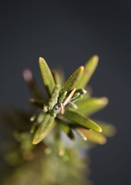 Rosmarinus flower close up