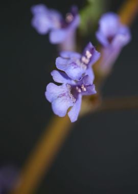 Glechoma flower Lamiaceae