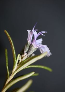 Rosmarinus flower blossom