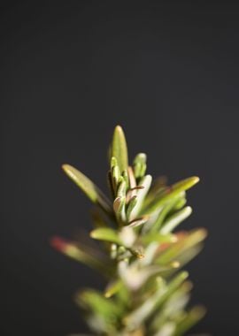 Rosmarinus flower close up