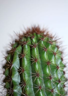 Cactus close up background