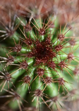 Stenocereus thurberi macro