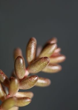 Sedum flower Crassulaceae