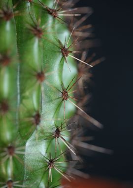 Cactus close up background