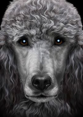 Grey Poodle Dog