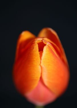 Tulipa flower liliaceae