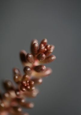 Sedum flower Crassulaceae