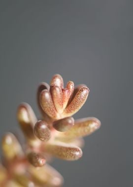 Sedum rubens Crassulaceae