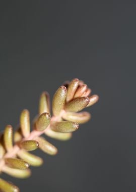 Sedum rubens Crassulaceae