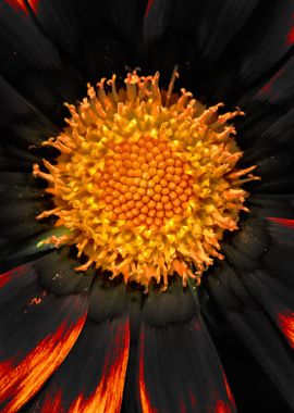 Black flaming flower