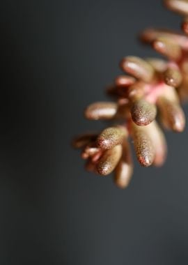 Sedum rubens Crassulaceae