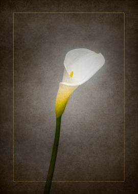 Calla No 3 vintage gold