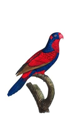 Red And Blue Lory Bird