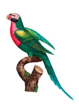 Red Breasted Parakeet Bird