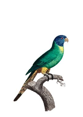 Blue Crowned Parakeet Bird