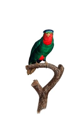 Blue Crowned Lorikeet Bird