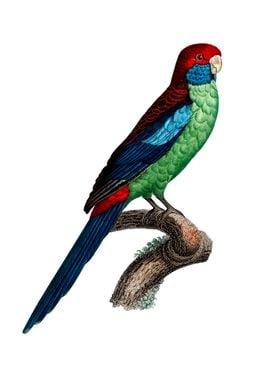 Broad Tailed Parrot Bird