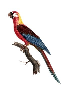 Cuban Red Macaw Bird