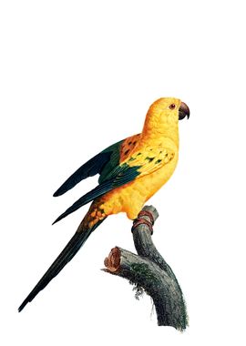 Vintage Sun Parakeet Bird