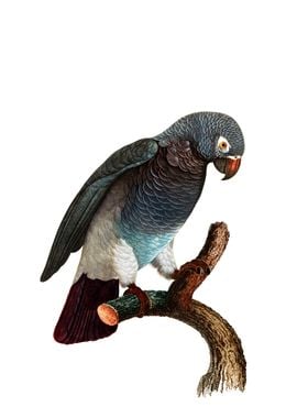 African Grey Parrot Bird