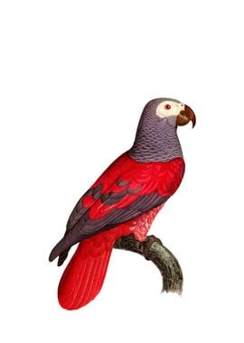 African Grey Parrot Bird