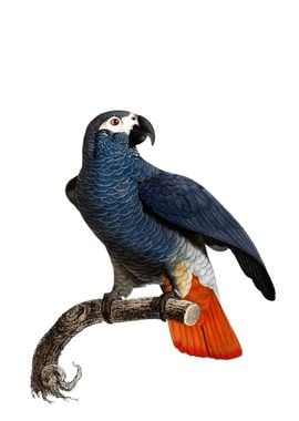 African Grey Parrot Bird