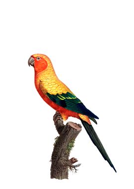 Vintage Sun Parakeet Bird