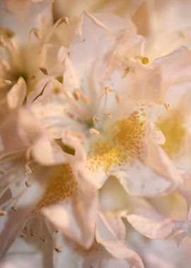 Rhododendron flower macro