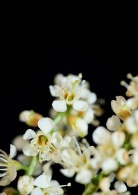 Prunus lusitanica flowers