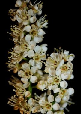 Prunus lusitanica flowers