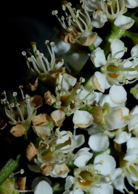 White prunus flower macro