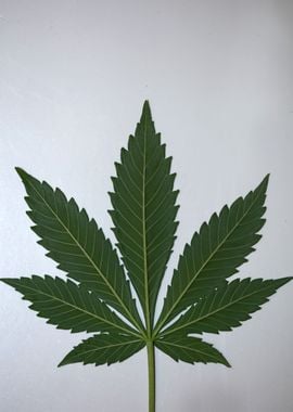 Cannabis leaf close up